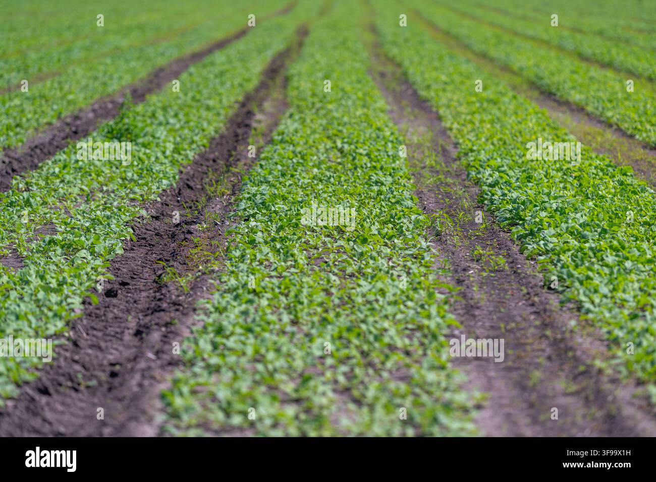 Rangée après rangée de plants de radis en bonne santé prospèrent dans un sol riche baigné de soleil tandis qu'une brise légère murmure à travers les feuilles vert vif Banque D'Images