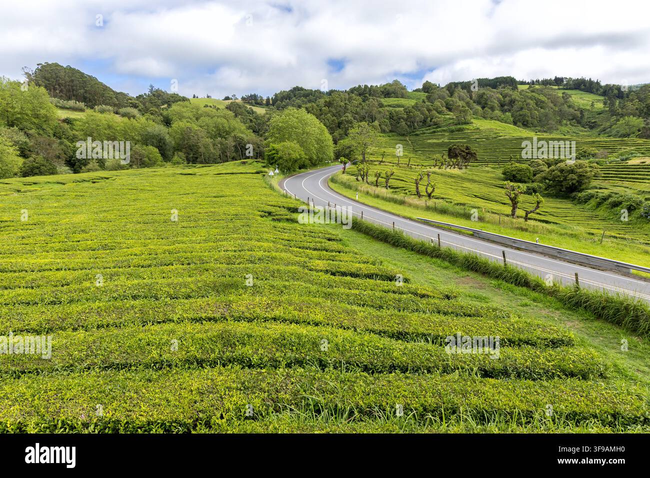 Paysage en terrasse de la plantation de thé Gorreana des Açores sur l'île de São Miguel au Portugal Banque D'Images