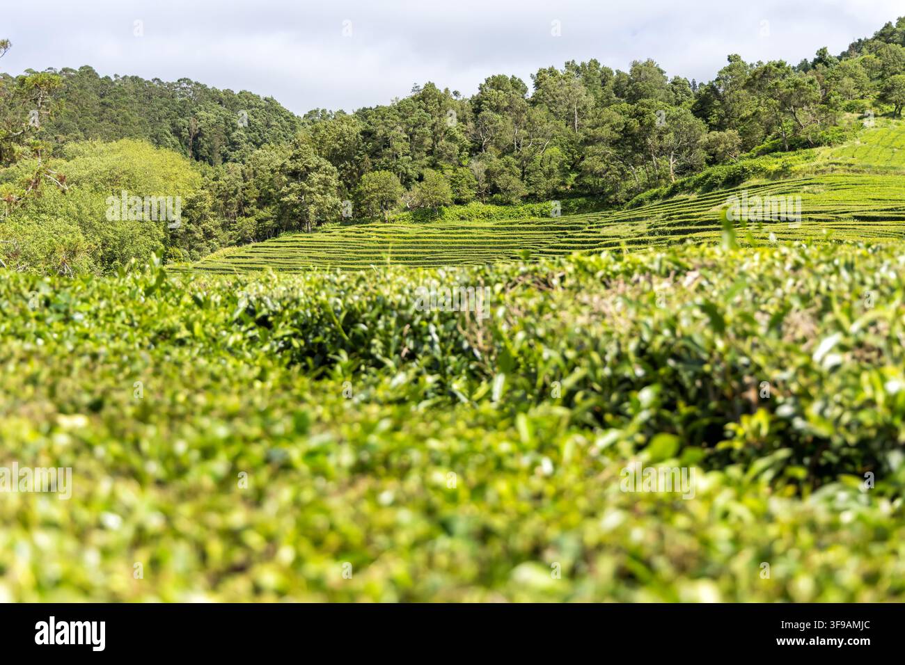 Paysage en terrasse de la plantation de thé Gorreana des Açores sur l'île de São Miguel au Portugal Banque D'Images