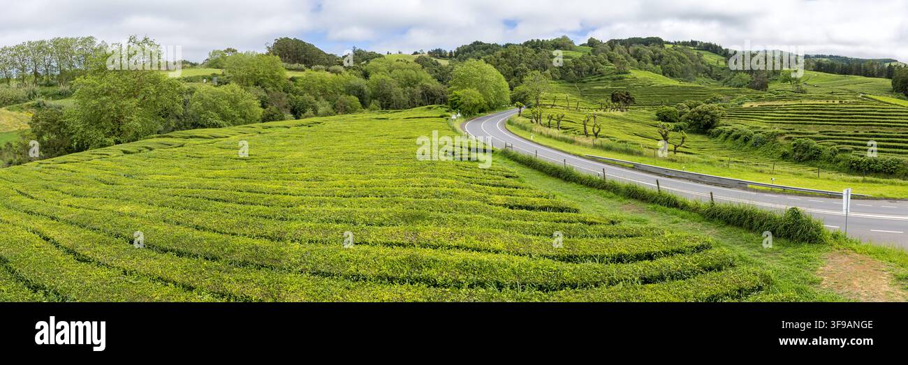 Paysage en terrasses de la plantation de thé Gorreana à Sao Miguel dans les Açores au Portugal, vue panoramique sur la nature Banque D'Images