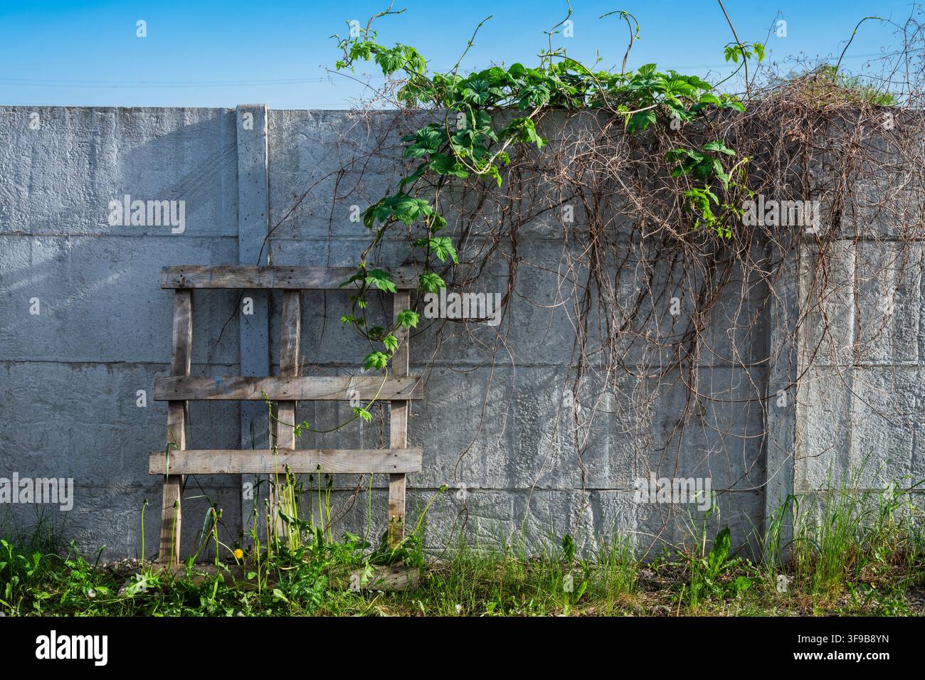 Une palette en bois érodée s'appuie contre une clôture en béton préfabriqué gris, partiellement envahie par un mélange de vignes grimpantes vertes fraîches et de plantes séchées enchevêtrées Banque D'Images