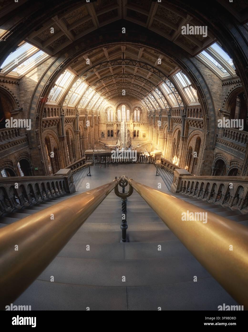Vue du musée d'histoire naturelle de Londres, mettant en scène le grand escalier et l'emblématique squelette de baleine bleue suspendu dans la salle Hintze baignée de lumière, Lo Banque D'Images