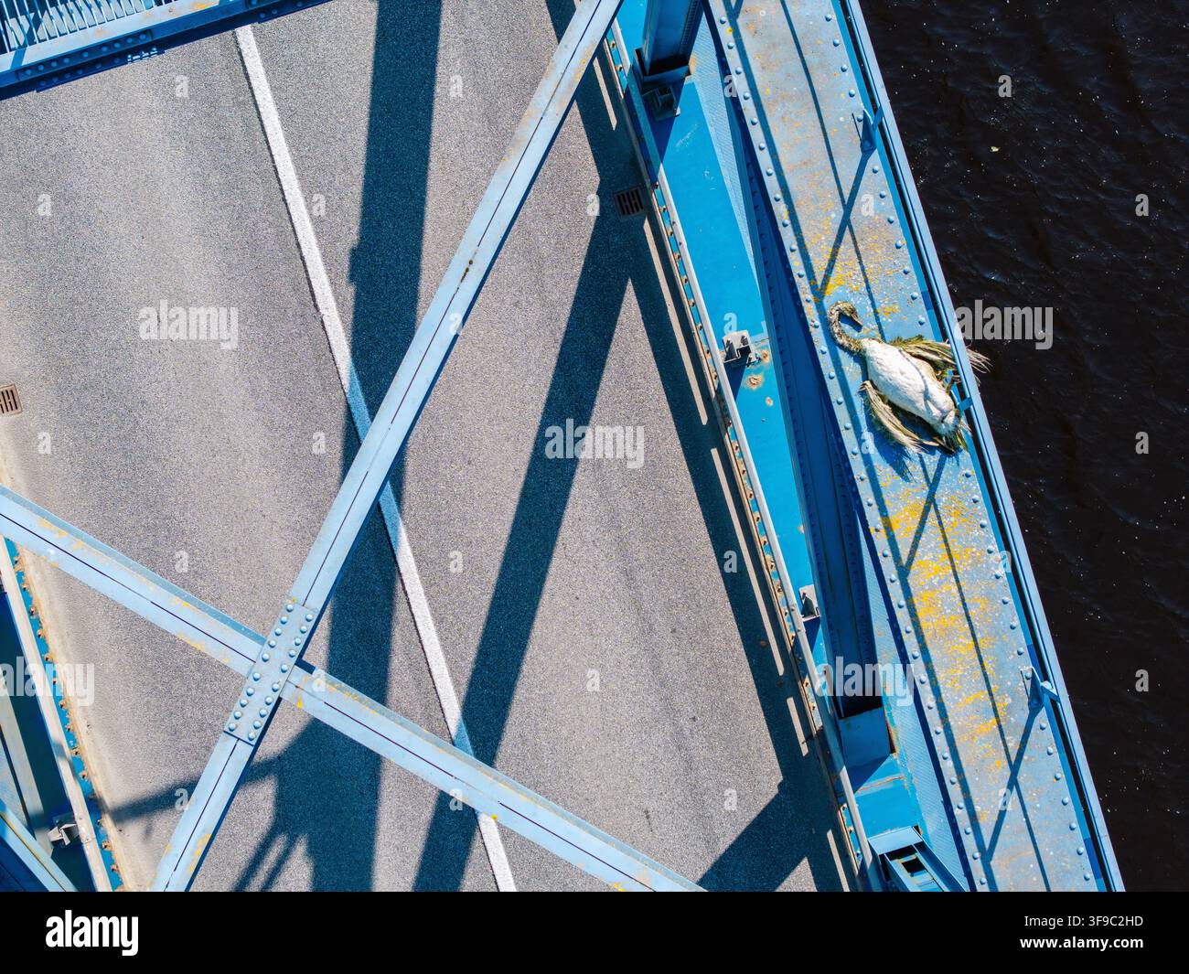 Vue aérienne d'une carcasse de cygne reposant sur la poutre en fer bleue d'une structure de pont, montrant une altération naturelle et un impact humain en Lettonie. Banque D'Images