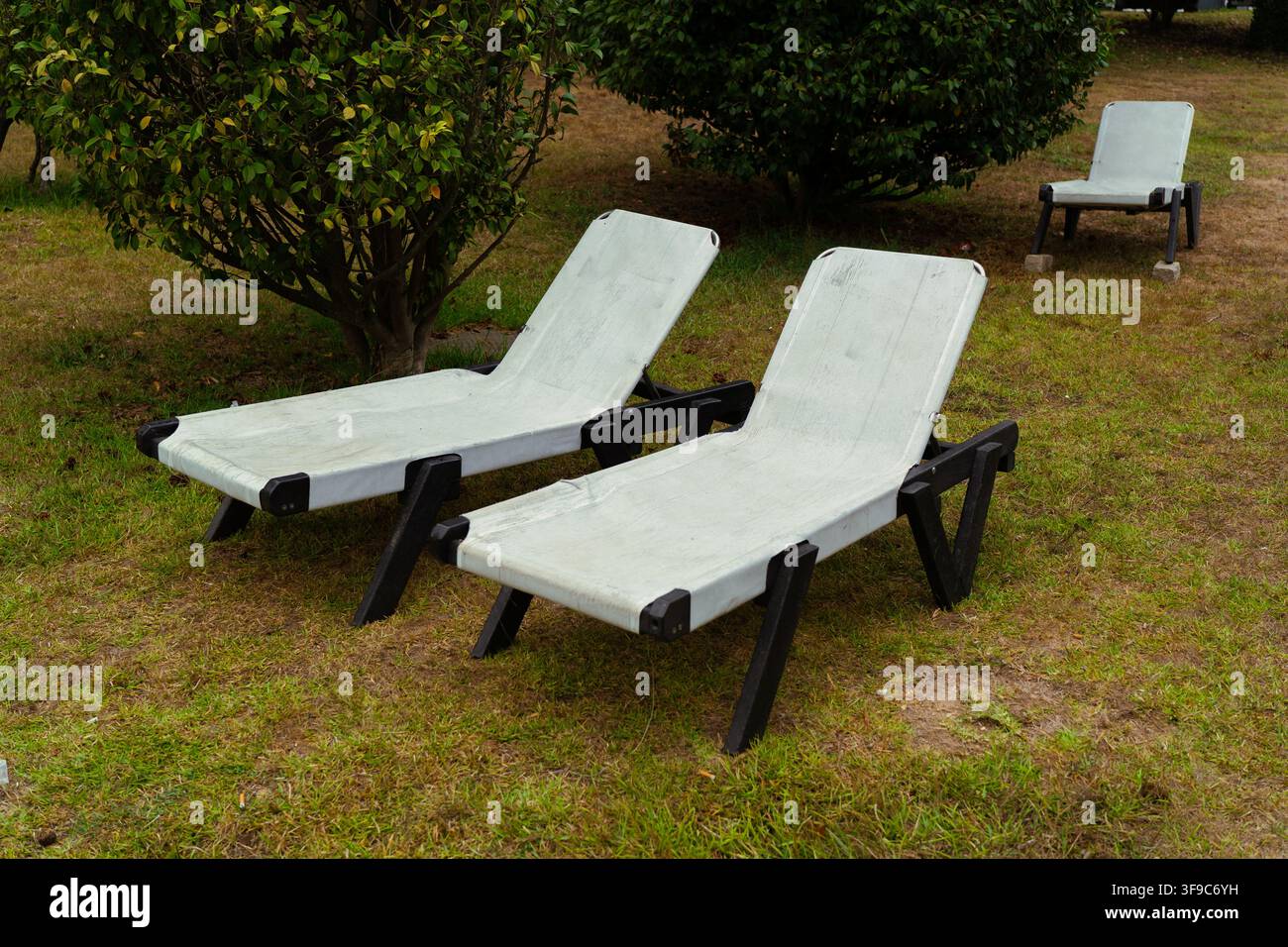 Deux transats vides et une chaise reposant sur de l'herbe verte sous un buisson Banque D'Images