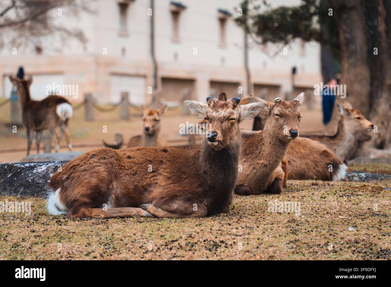 Scène tranquille d'un groupe de cerfs Sika se reposant sur une zone herbeuse du parc de Nara au Japon Banque D'Images
