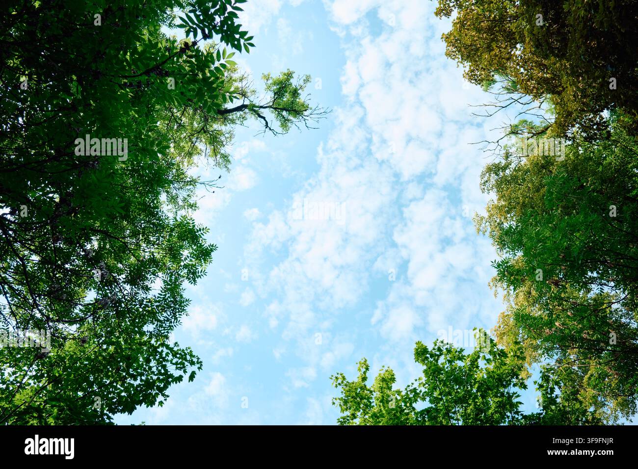 Vue ascendante à travers une canopée luxuriante et verte vers un ciel bleu éclatant parsemé de nuages blancs, la lumière du soleil filtrant à travers les branches feuillues et les troncs élancés Banque D'Images
