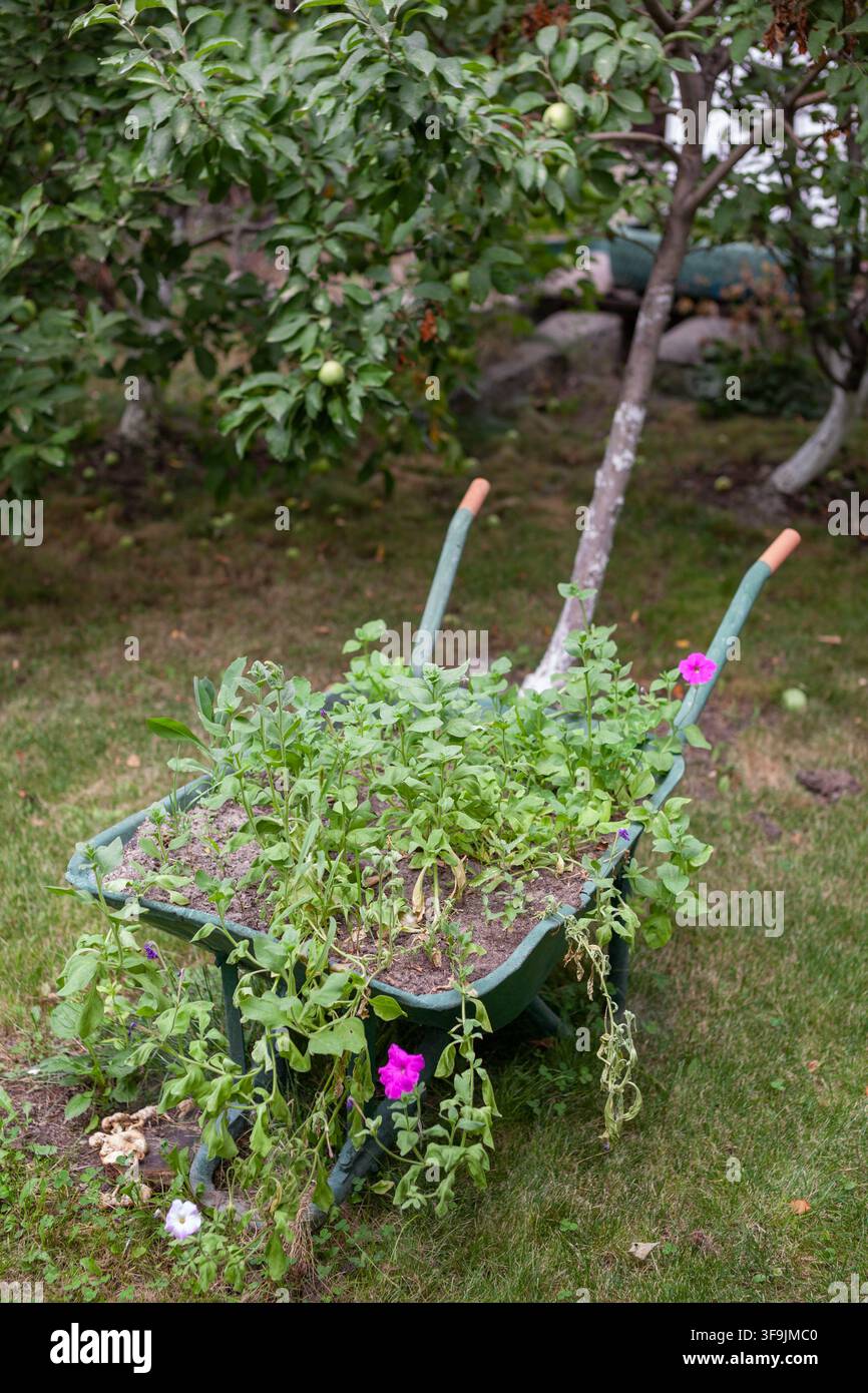 Chariot à main rempli de plantes et de fleurs vert vif dans un cadre de jardin, entouré d'arbres et d'herbe dans un quartier résidentiel Banque D'Images