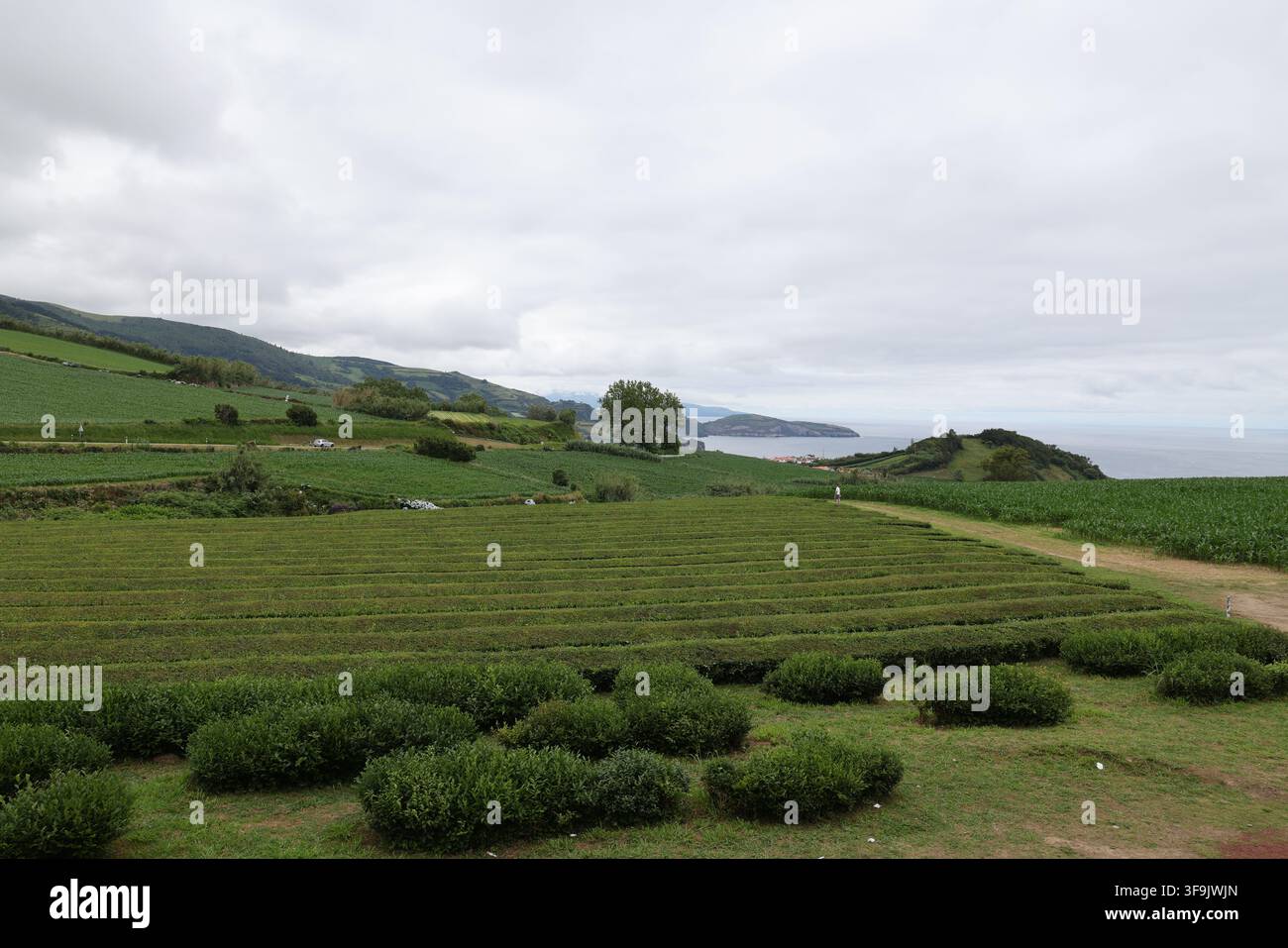 Vue de la dernière plantation de thé, Cha Gorreana à Porto Formoso sur Sao Miguel, Açores, Portugal Banque D'Images