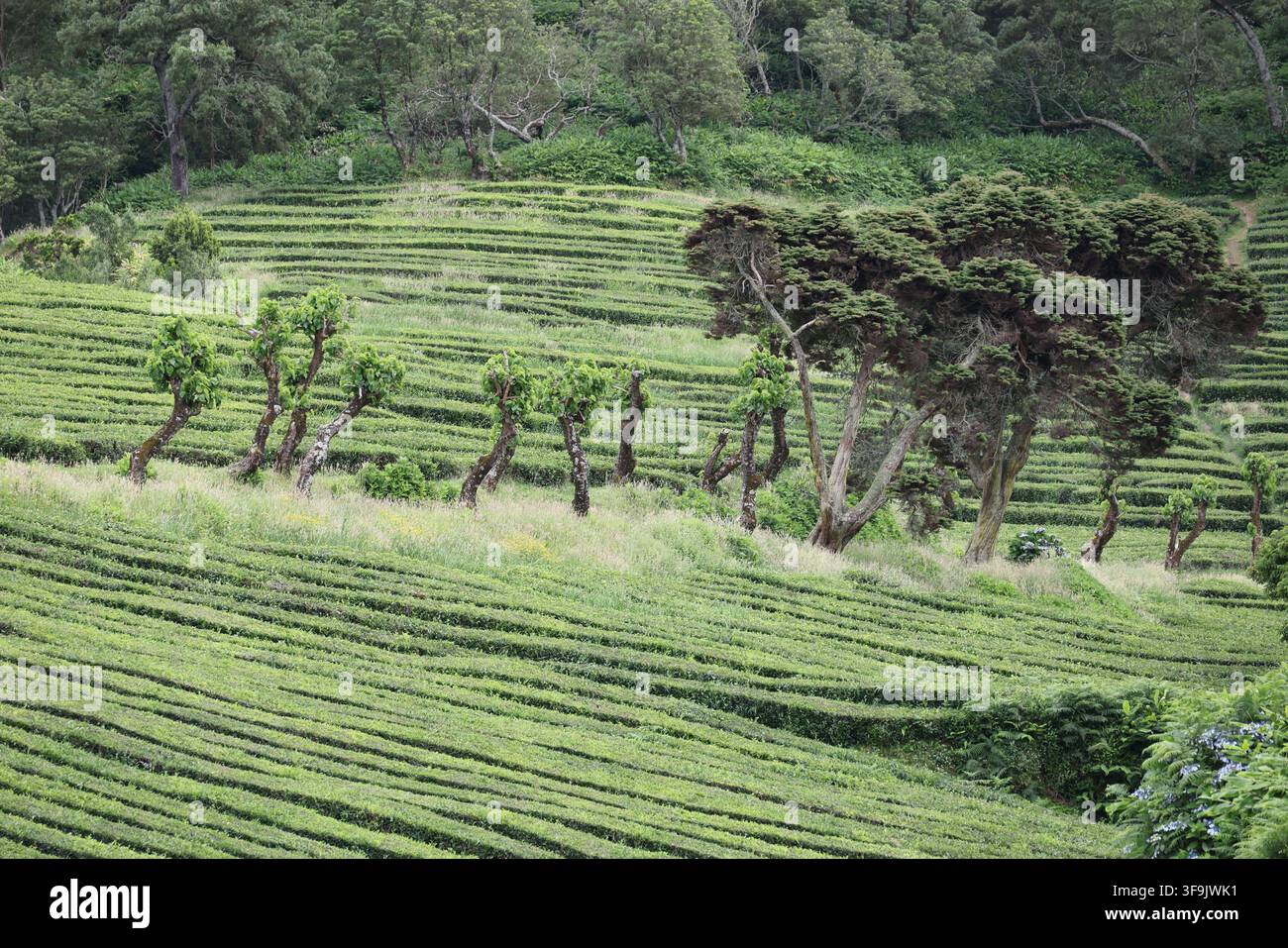 Vue de la dernière plantation de thé, Cha Gorreana à Porto Formoso sur Sao Miguel, Açores, Portugal Banque D'Images