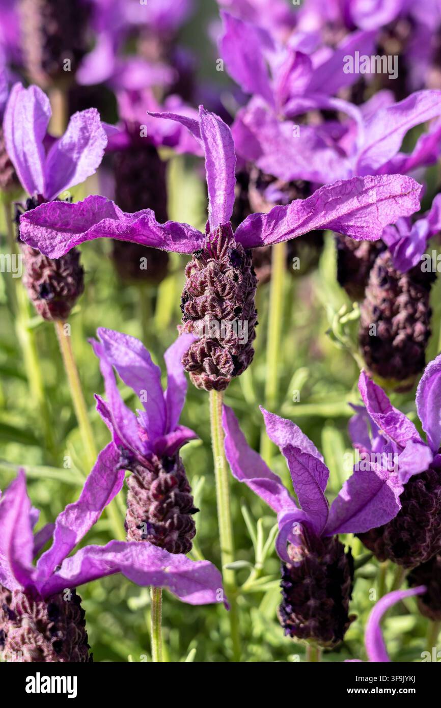 Fleurs de lavande espagnole (Lavandula stoechas) en pleine floraison Banque D'Images