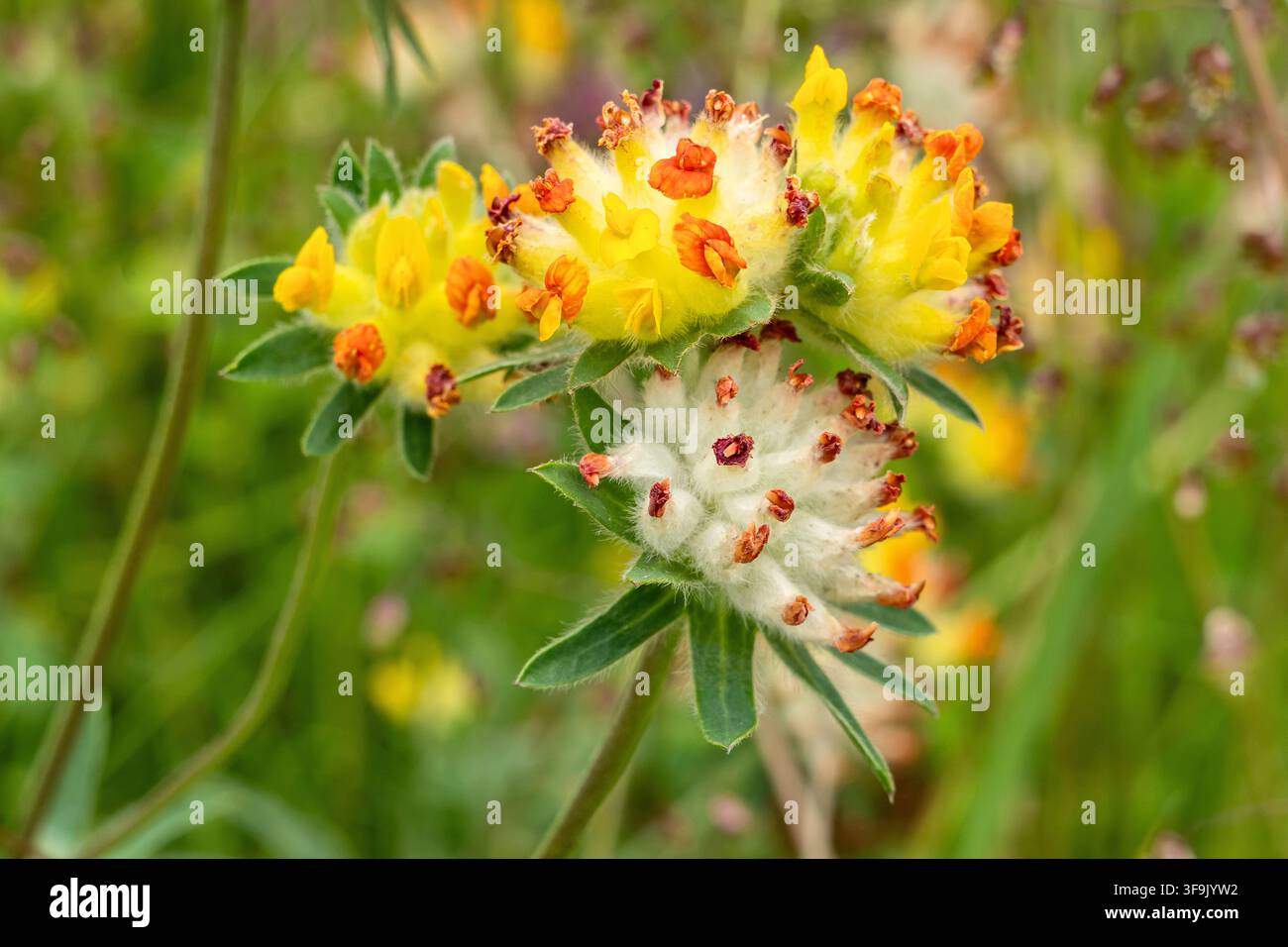 têtes de fleurs de la gaillette vulnéraire (Anthyllis vulneraria) Banque D'Images