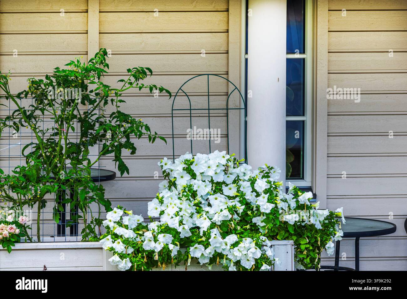 Vue rapprochée de pétunias blancs et de plants de tomates poussant à côté d'une fenêtre de maison. Suède. Banque D'Images