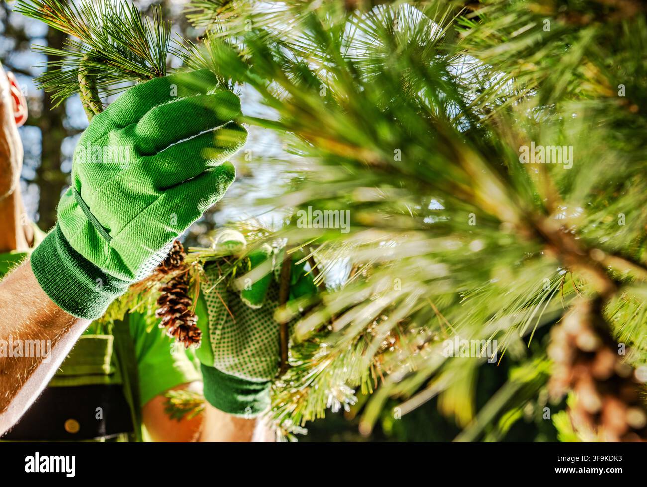 Une personne portant des gants verts cueille des pommes de pin d'un pin. La scène se déroule dans une forêt où la lumière du soleil filtre à travers les branches. La a Banque D'Images