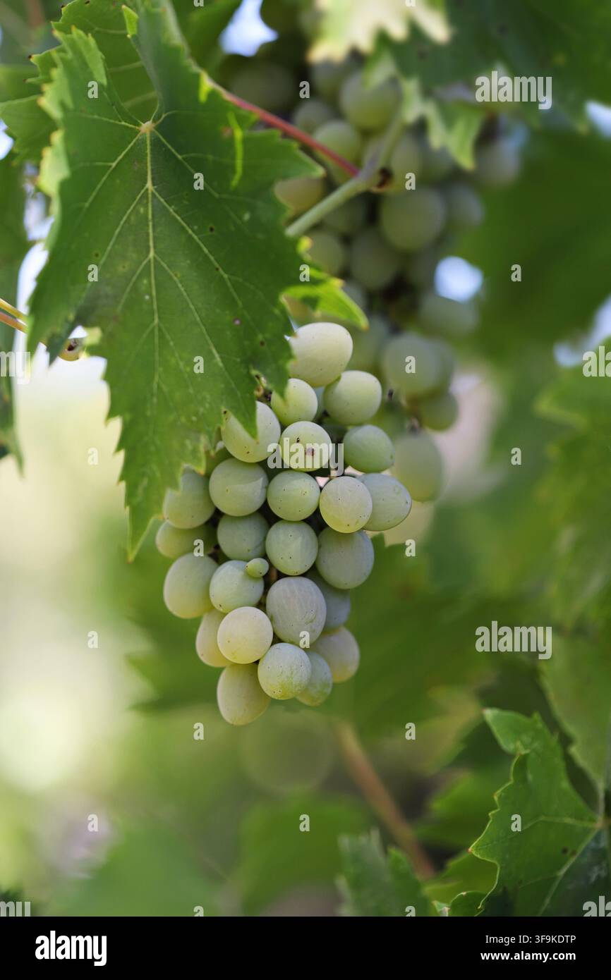 Bouquet de raisins blancs sur vine Banque D'Images