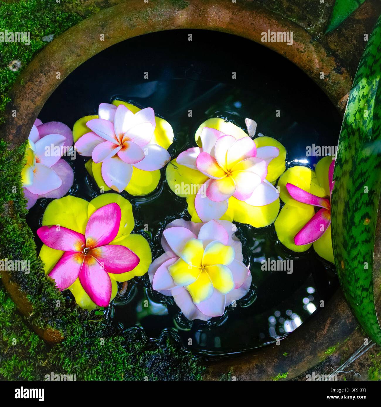 THAÏLANDE - 9 JUILLET 2019 : Des fleurs colorées flottant à la surface d'un étang, créant une composition florale vibrante entourée d'une végétation verte. Banque D'Images