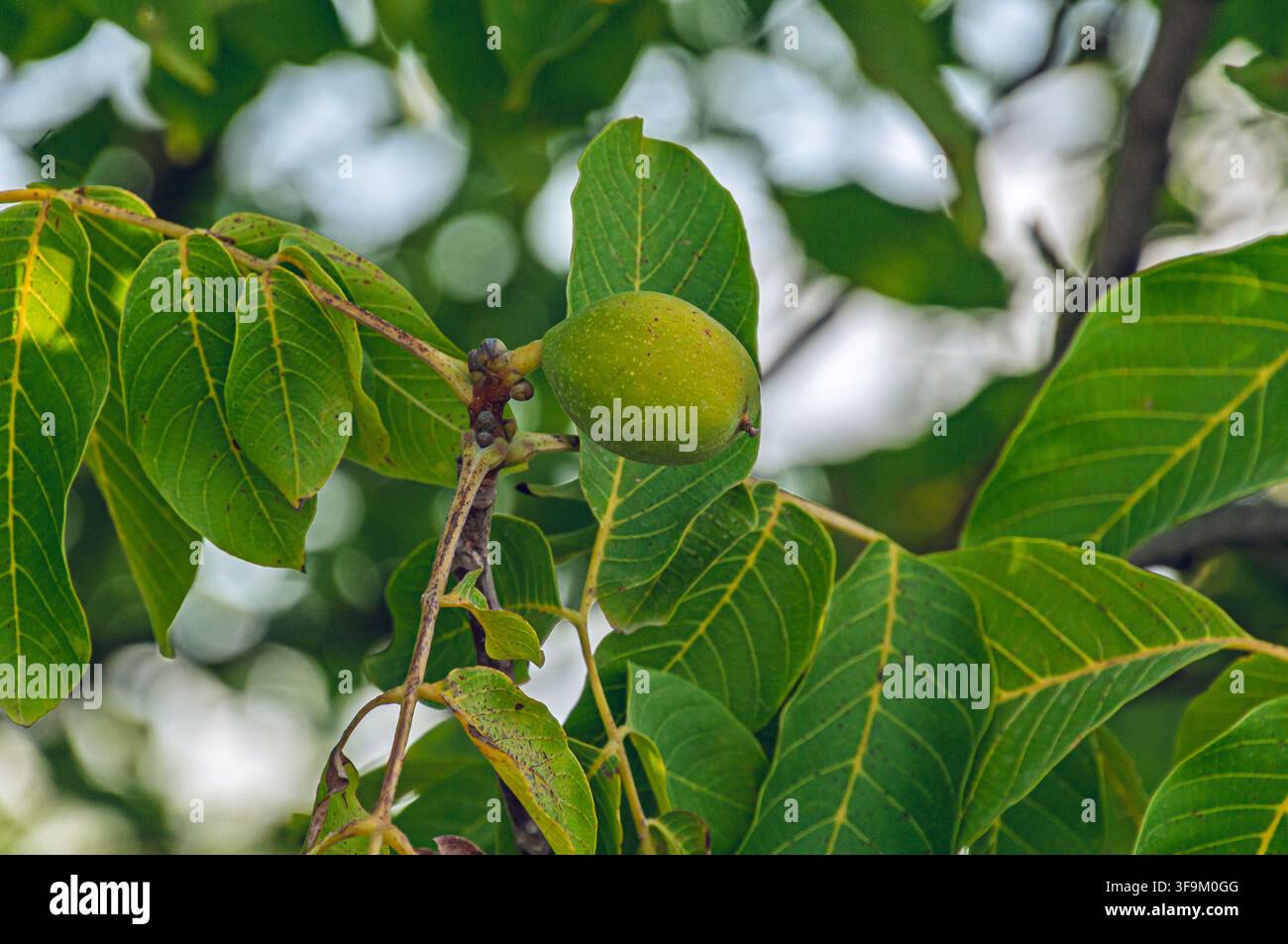 Noix verte non mûre poussant sur une branche d’arbre parmi les feuilles à Coesfeld, Allemagne Banque D'Images