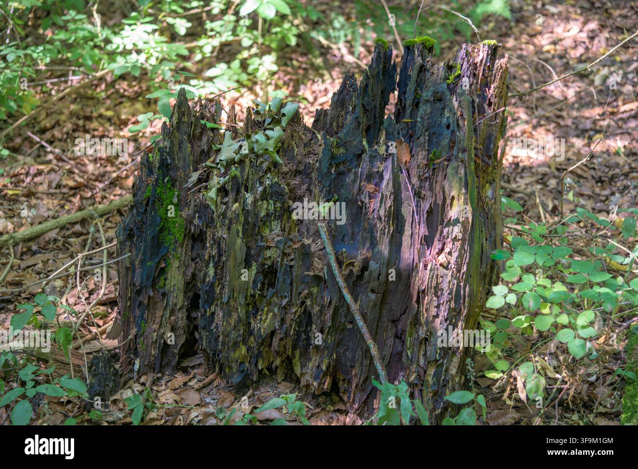 Vieille souche d'arbre en décomposition couverte de mousse et entourée de feuilles tombées dans une forêt à Coesfeld, en Allemagne Banque D'Images
