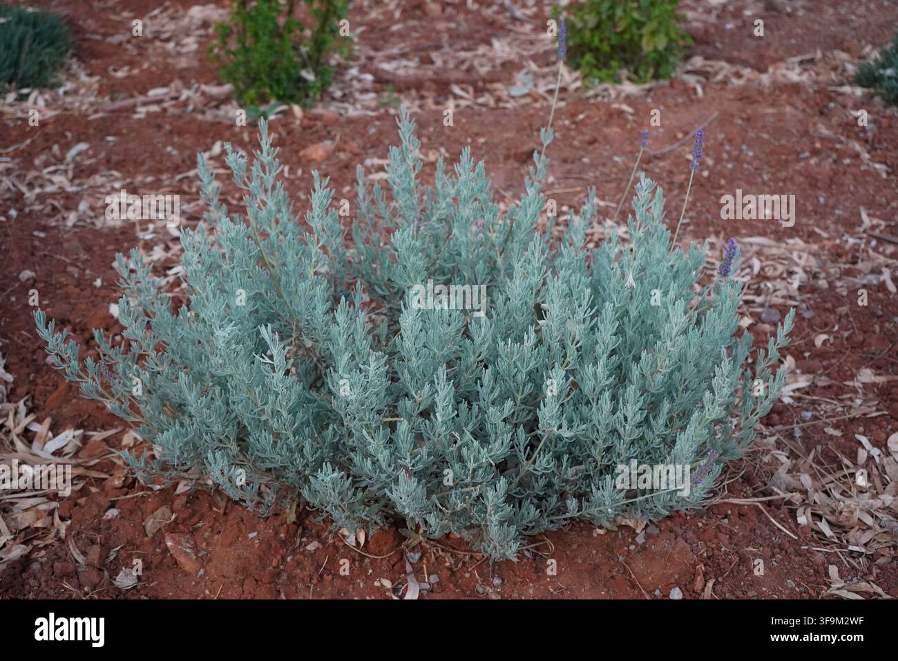 Une plante lavande touffue avec un feuillage vert argenté et de petites pointes de fleurs violettes poussant dans un sol de jardin sec et rougeâtre. Banque D'Images