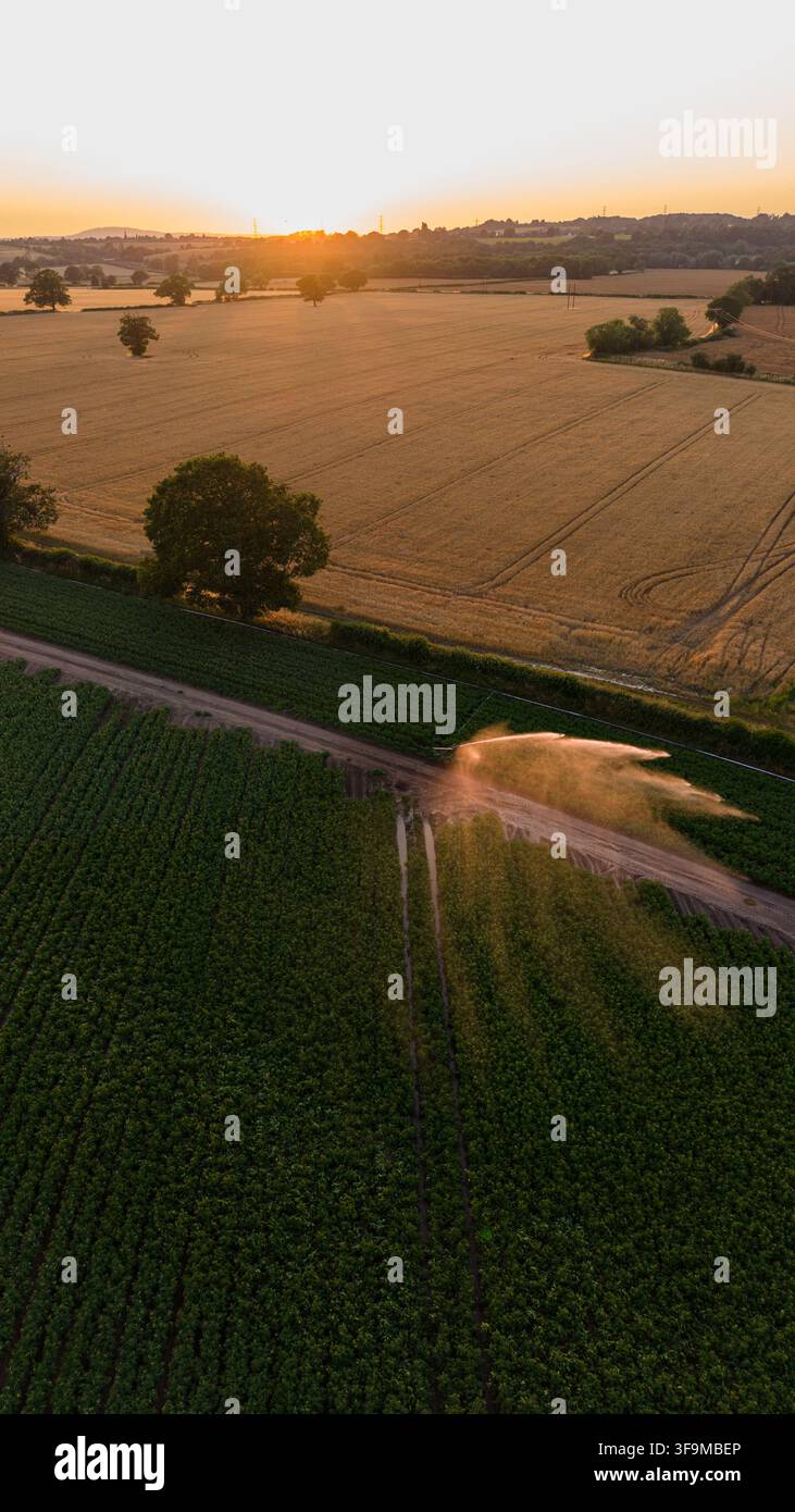 Arroseur d'irrigation arrosant des cultures légumières pendant un coucher de soleil chaud et sec en été dans le Shropshire, Angleterre, Royaume-Uni, vue aérienne par drone Banque D'Images