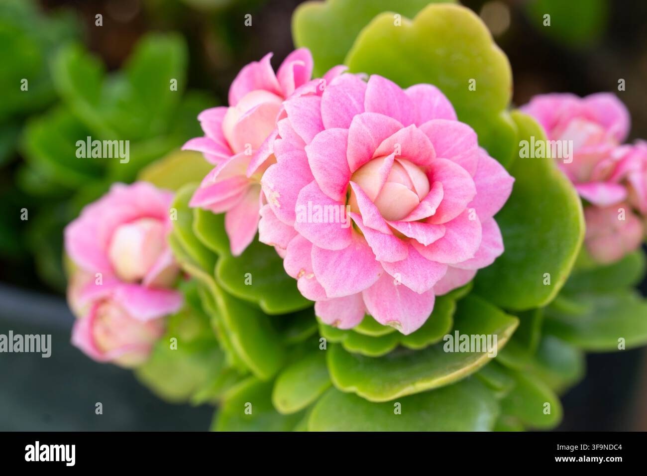 image en gros plan d'un spécimen de plante kalanchoe à fleurs roses Banque D'Images