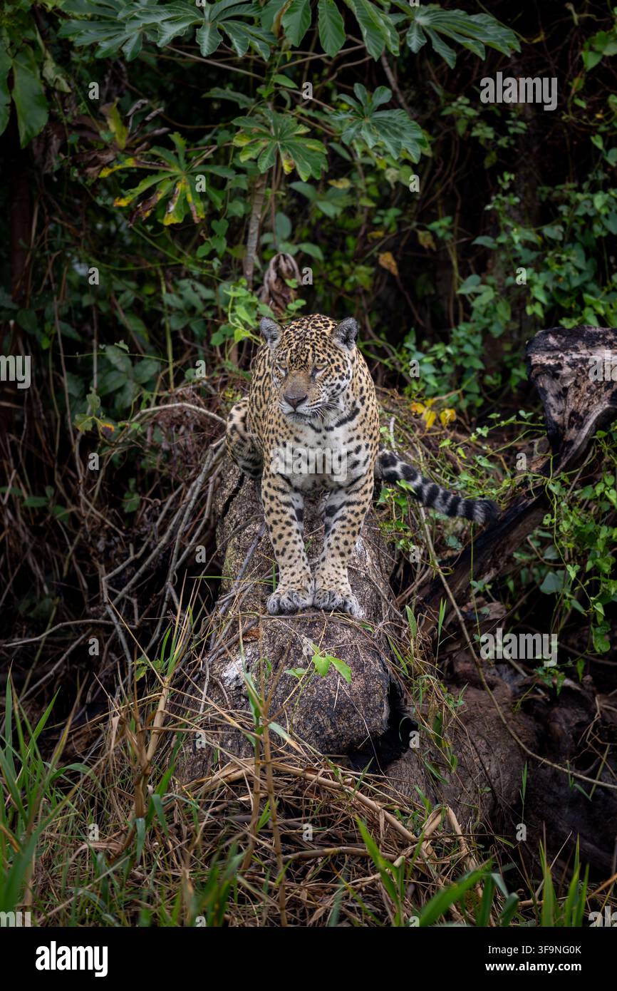 Jaguar puissant se tenant posément sur une souche moussue au milieu d'une végétation dense et d'un feuillage vert. Banque D'Images