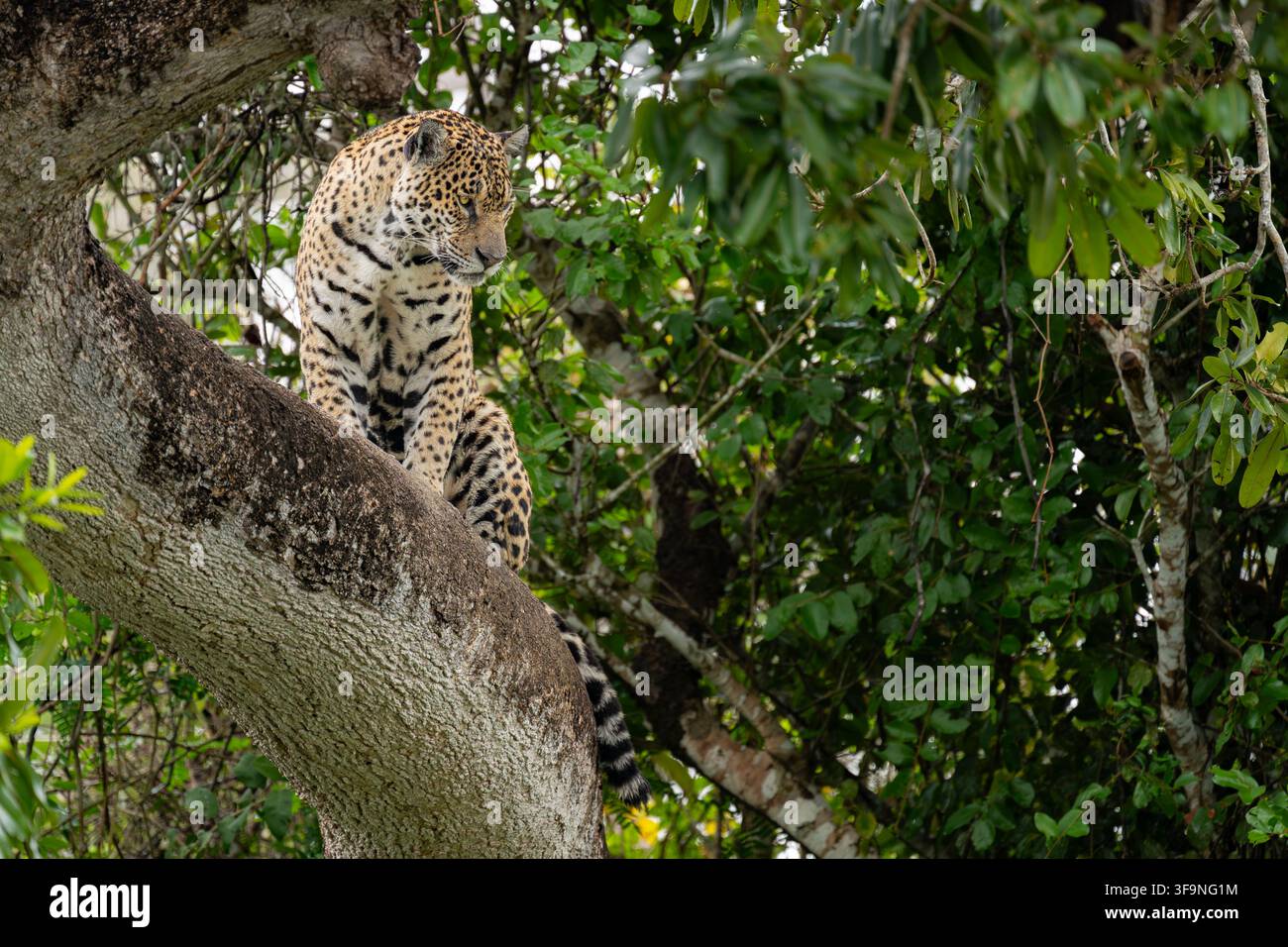 Jaguar sauvage perché sur une branche épaisse entouré d’un feuillage vert luxuriant dans son habitat naturel de la jungle. Banque D'Images