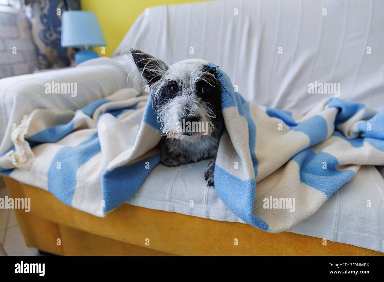 Chien mouillé enveloppé dans une couverture se reposant sur le canapé après le bain Banque D'Images
