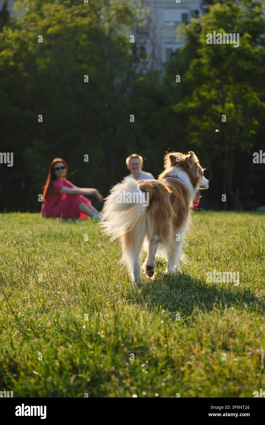 Chien marchant sur l'herbe vers un couple assis dans le parc au coucher du soleil. Concept de style de vie en plein air et d'animaux de compagnie dans la nature. Banque D'Images