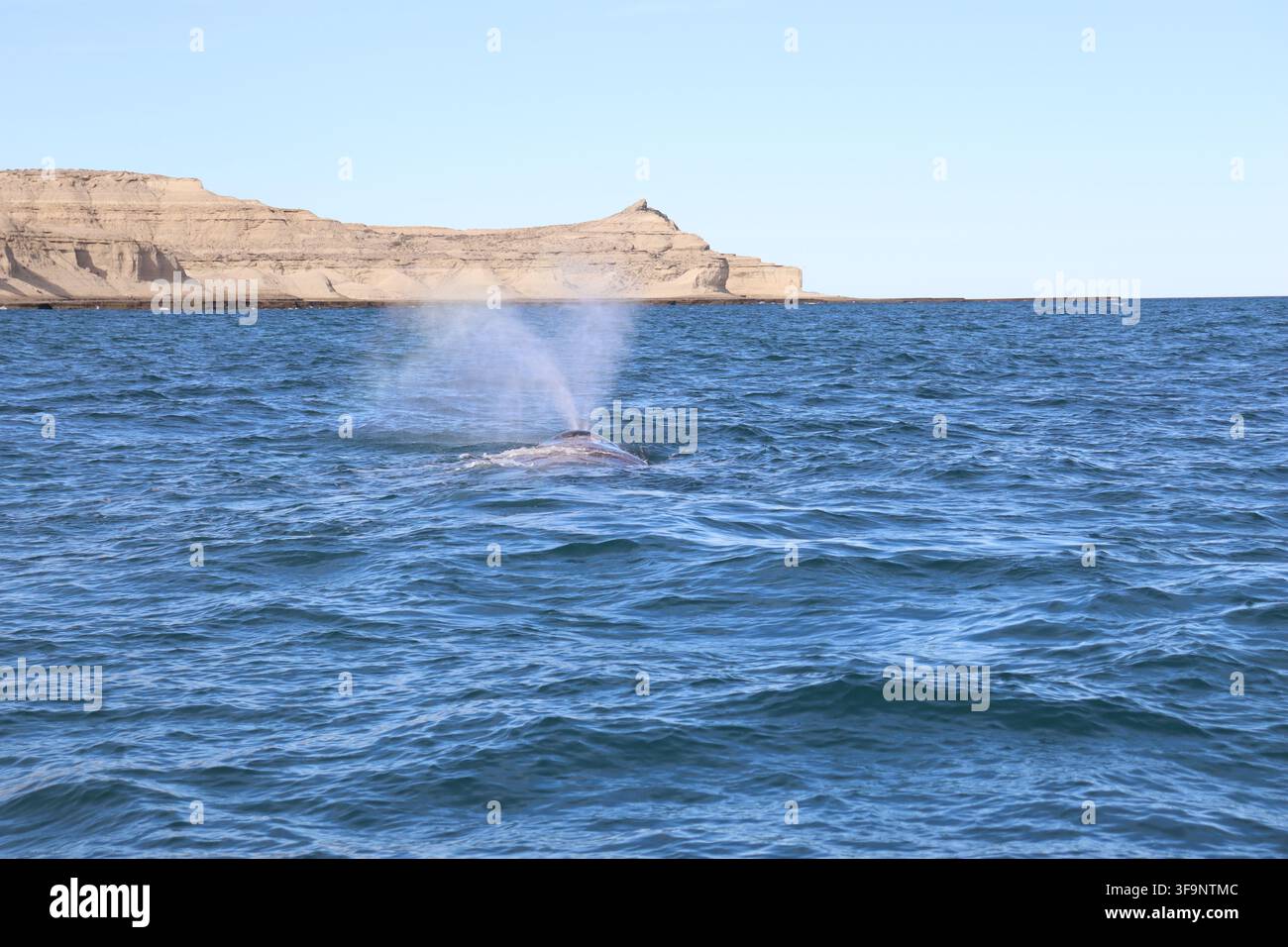 Baleine australe (Eubalaena australis) dans la péninsule de Valdés en Argentine Banque D'Images
