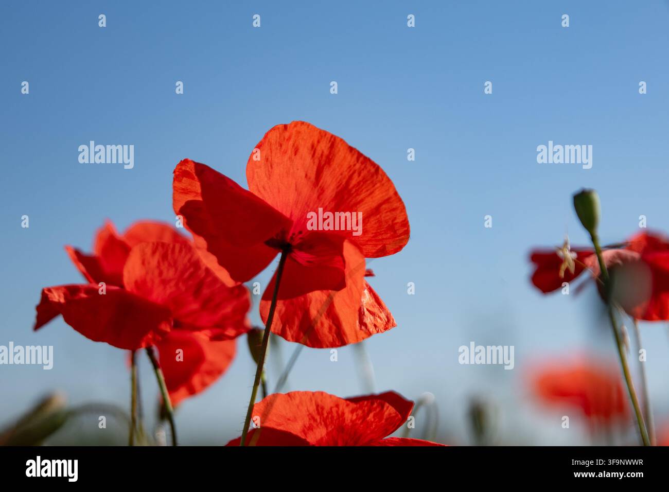 Fleurs de coquelicot dans une couleur rouge radieuse et un ciel bleu éclatant Banque D'Images