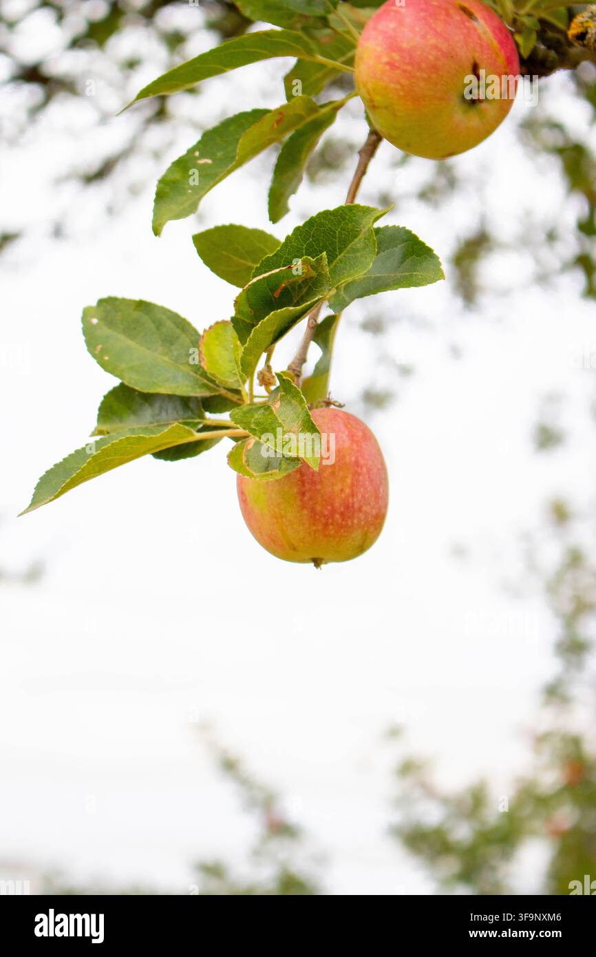 Deux pommes rouges et jaunes mûres pendent d'une branche fine et feuillue d'un arbre de verger contre un ciel couvert lumineux et pur. Banque D'Images