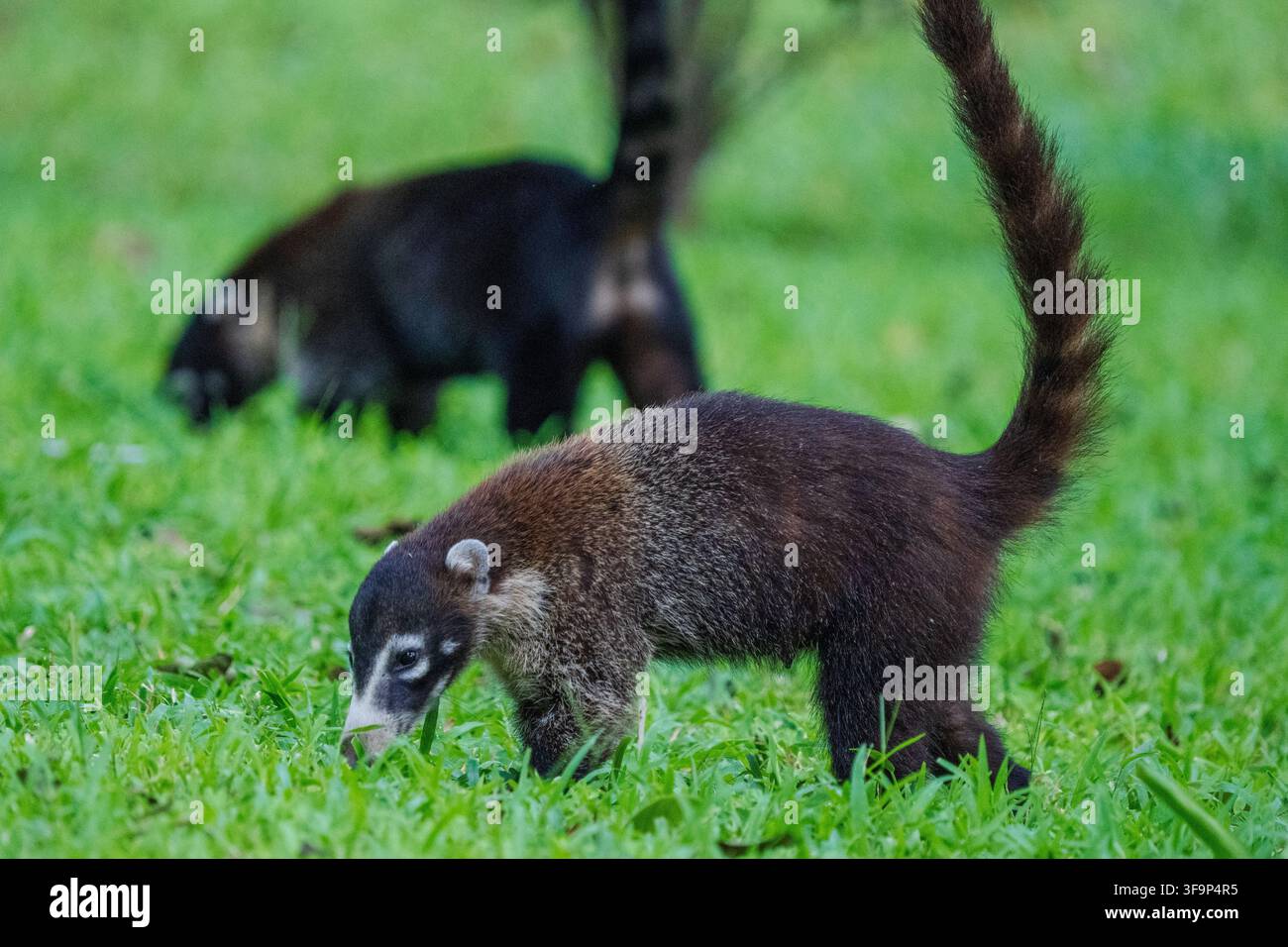 Les coatis (Nasua nasua) serpenteillent à travers un champ dans les forêts tropicales du Costa Rica Banque D'Images