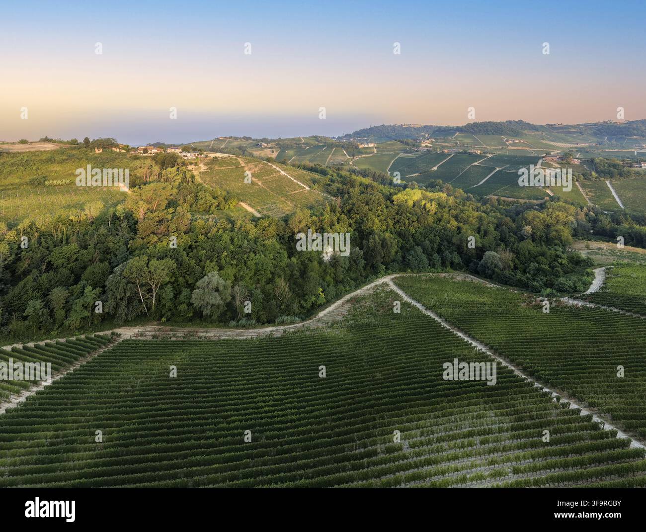 Vue aérienne du paysage viticole ondulant comprenant des rangées de vignes vertes luxuriantes, des parcelles forestières denses et des collines douces à Monforte d'Alba, Piémont Banque D'Images