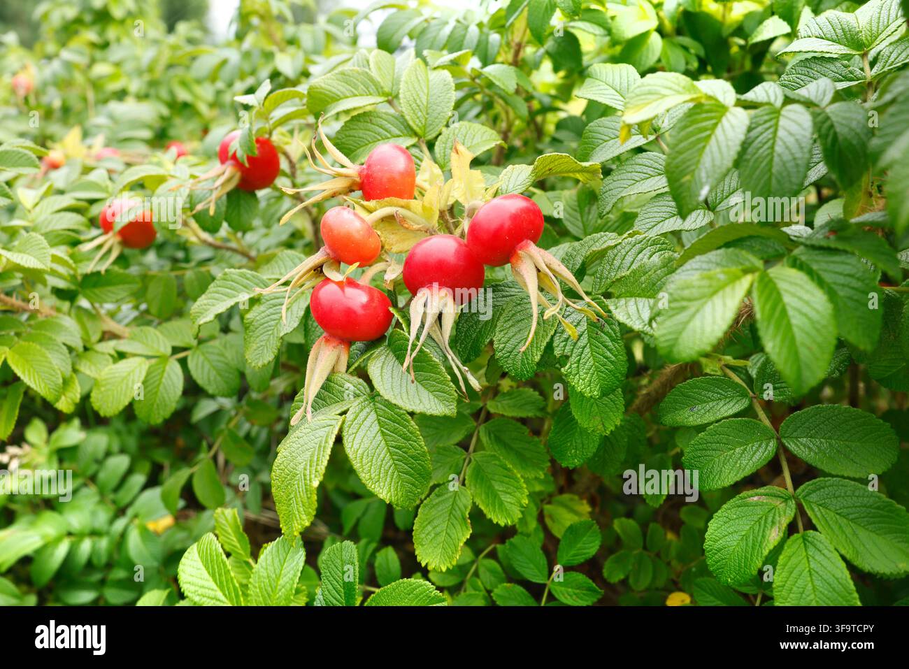 Ronces rouges mûres sur un buisson de rugosa sauvage. Concept de mode de vie de cueillette de médecine herbale biologique durable. Arrière-plan naturel d’un jardin automnal vibrant avec Banque D'Images
