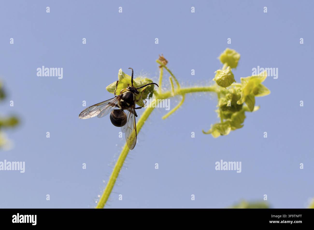 Fouetteau à face nue (Dolichovespula maculata) sur la fleur concombre sauvage Banque D'Images