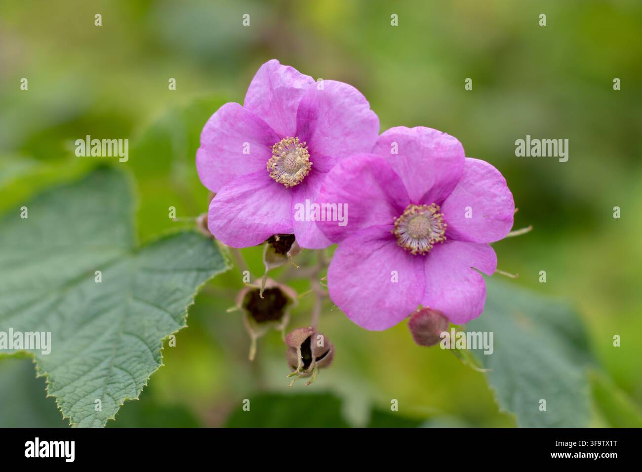 Grossissement de Rubus odoratus rose, également connu sous le nom de framboise fleurie, framboise à fleurs violettes et framboise de Virginie, montrant des pétales délicats et ye Banque D'Images