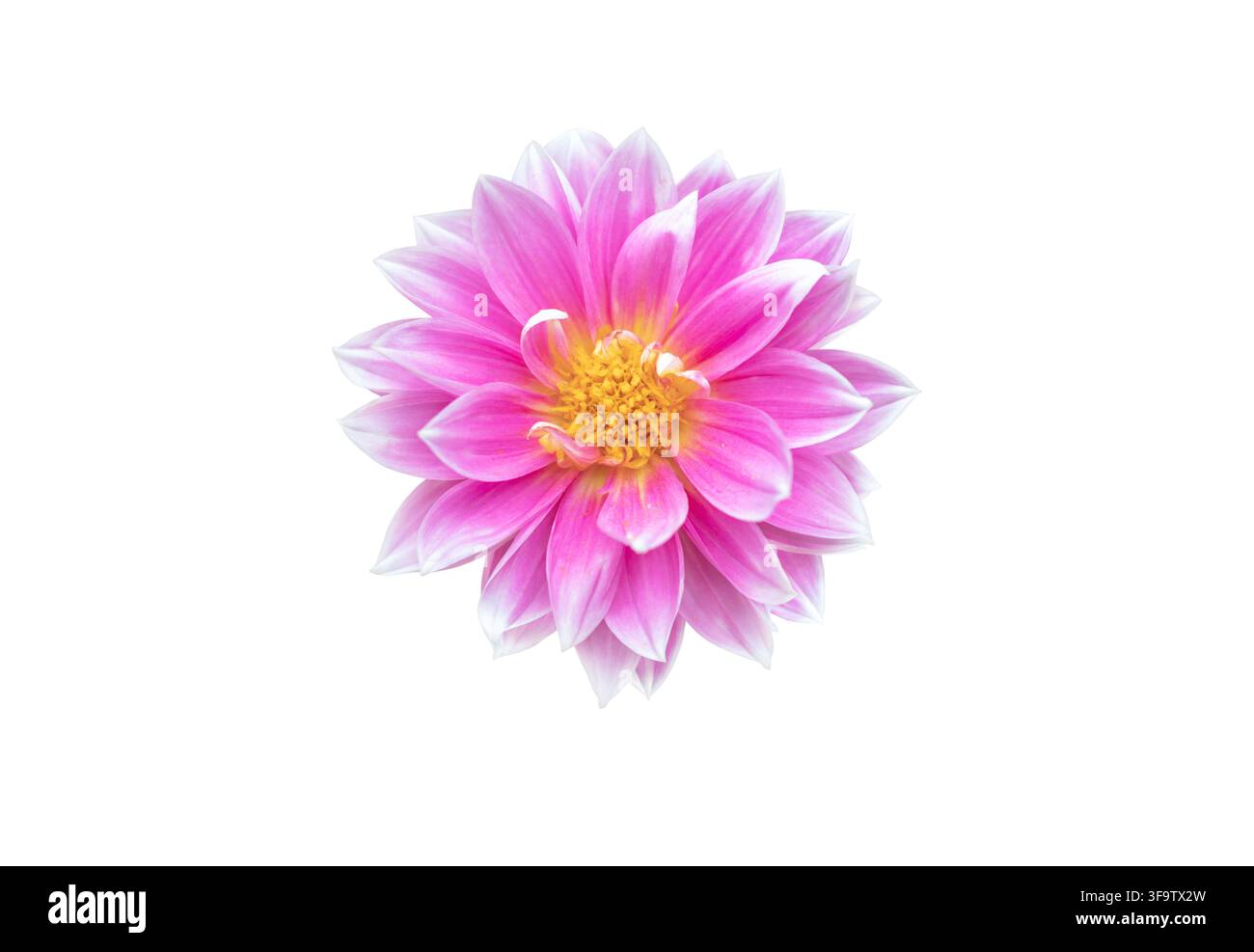 Dahlia rose vif, également connu sous le nom de dahlia de jardin, avec des pétales dégradant vers des pointes blanches et un centre jaune duveteux, photographié de dessus et isolé sur Banque D'Images
