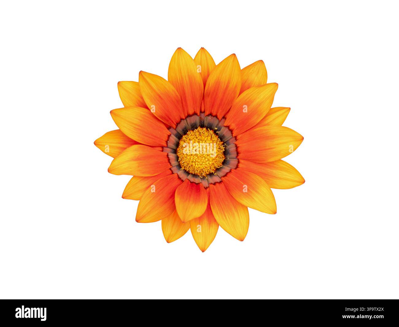 Fleur de gazanie vive orange et jaune avec un anneau central sombre et un centre doré, isolée sur un fond blanc propre pour botanique, floral et de Banque D'Images