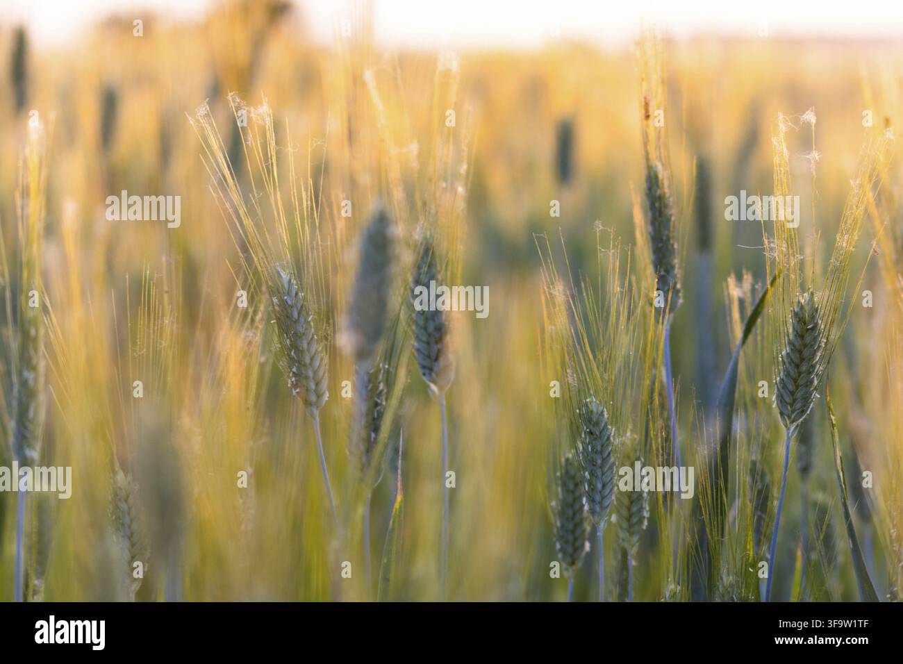 Champ de céréales d'orge au printemps. Photo haute résolution Banque D'Images