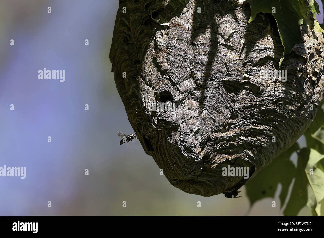 Frelon à tête chauve (Dolichovespula maculata) nid sur un arbre dans le parc Banque D'Images