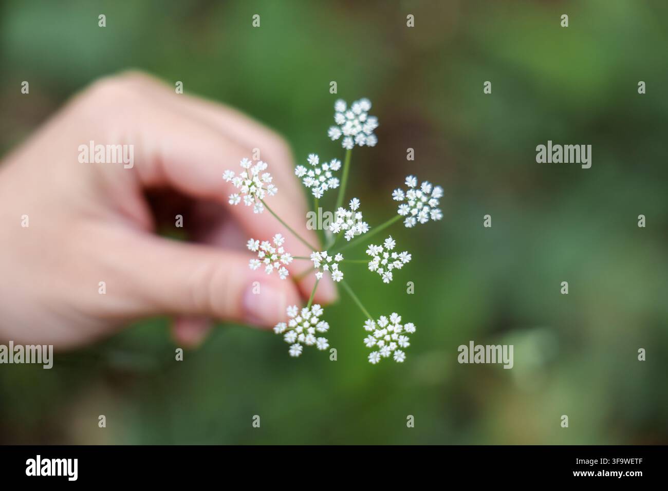 Une délicate fleur sauvage blanche tenue par une main humaine avec un fond de forêt verdoyante, créant une étude naturelle calme des détails botaniques et de la croissance saisonnière Banque D'Images