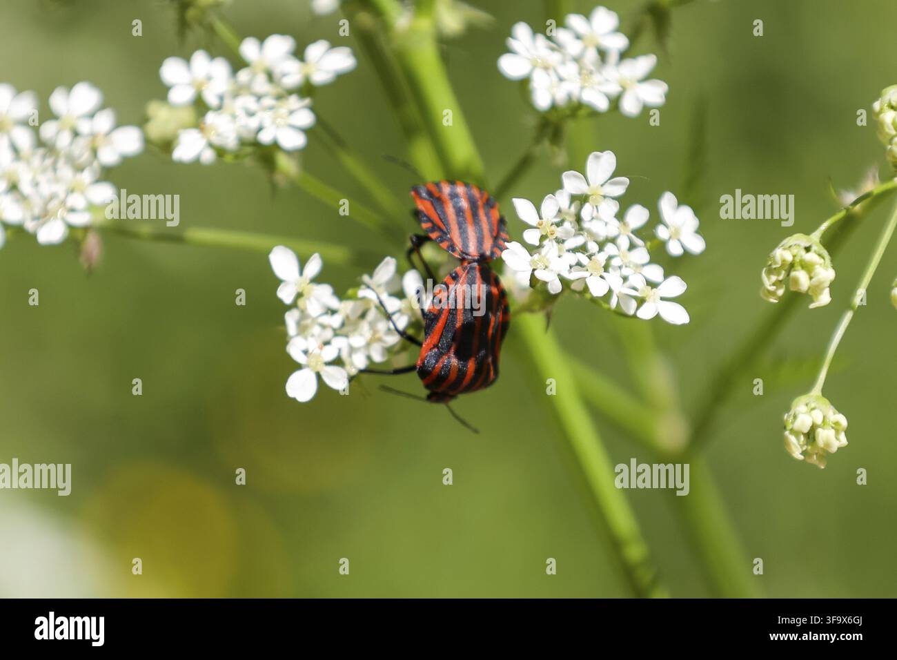 Insecte ménestrel européen ou insecte bouclier rayé italien (Graphosoma lineatum) grimpant sur un tas d'herbe Banque D'Images