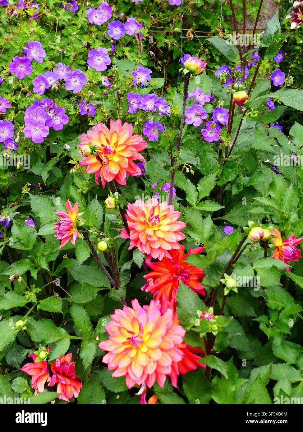 Dahlia décoratif et géranium robuste Banque D'Images