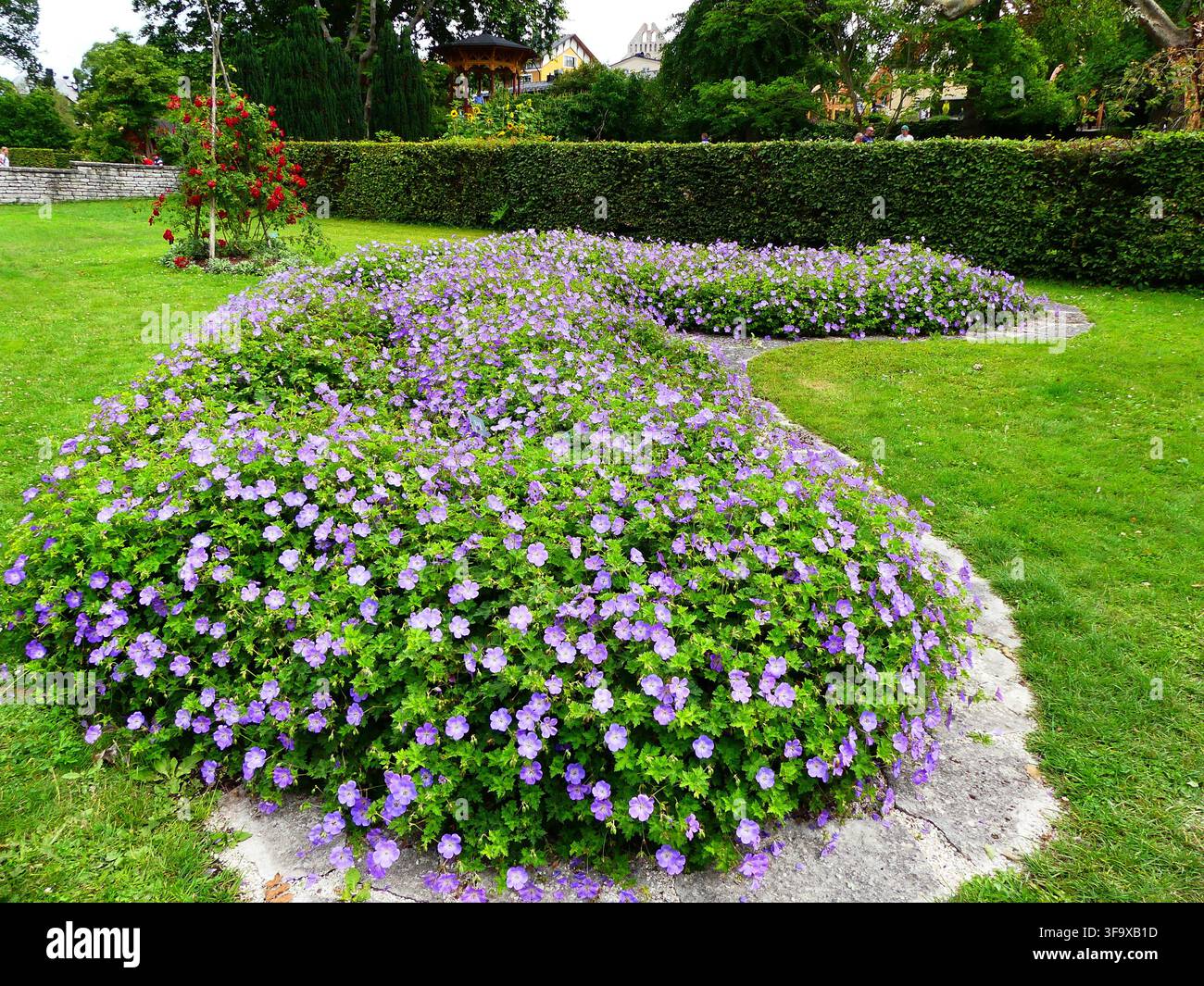 Massifs de fleurs avec des géraniums résistants Banque D'Images