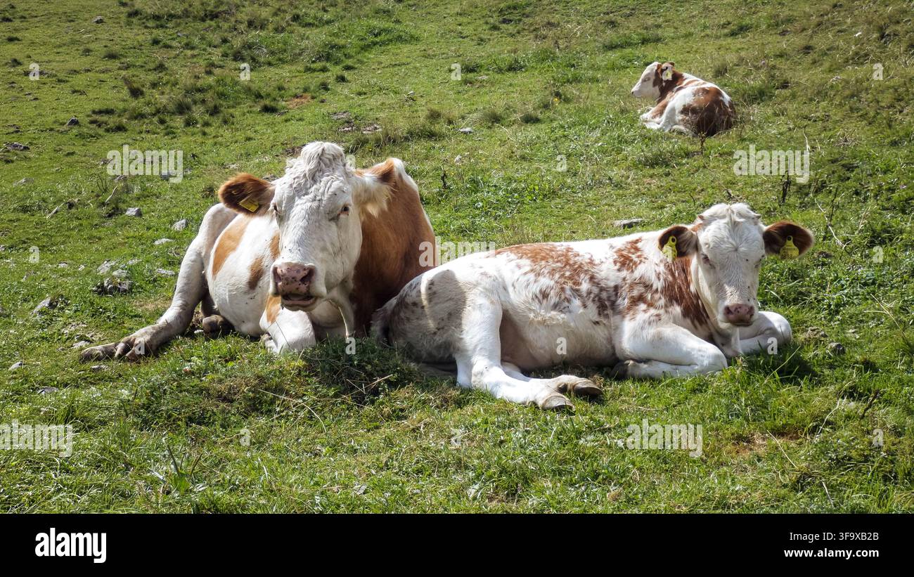 Deux vaches brunes et blanches reposent paisiblement sur une colline verdoyante sous un soleil éclatant. Une troisième vache est visible en arrière-plan, elle aussi en train de brouter Banque D'Images