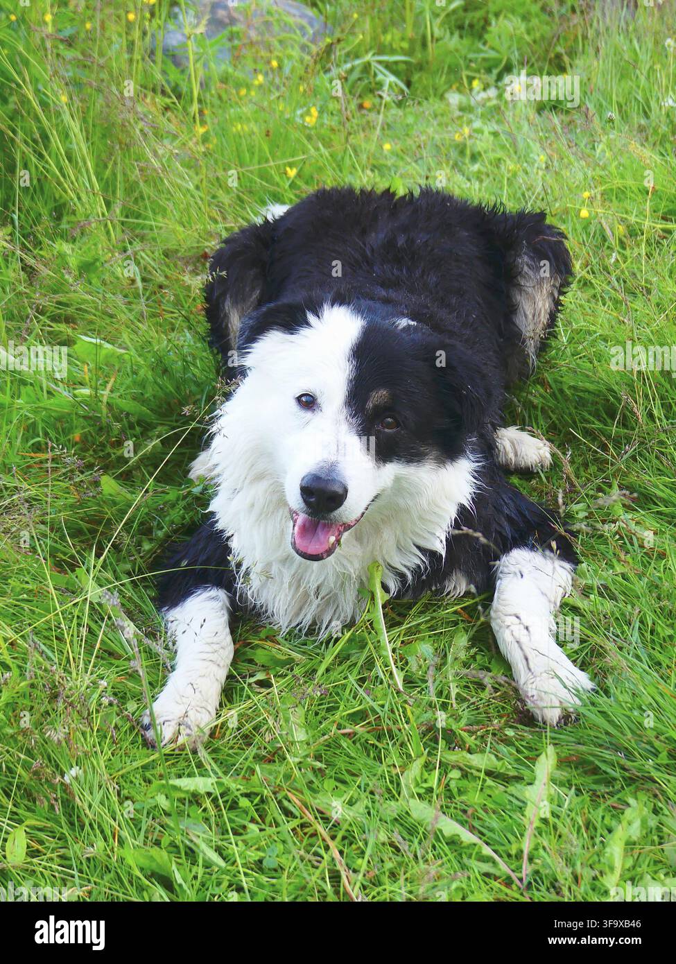 Border collie allongé sur l'herbe Banque D'Images
