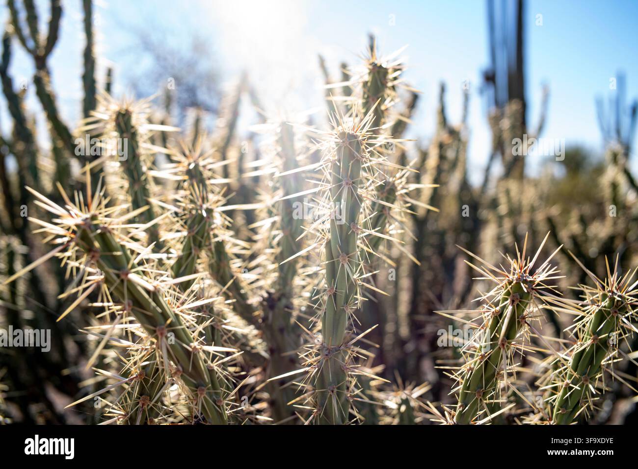 Aiguilles de cactus Cholla éclairées par le soleil Banque D'Images