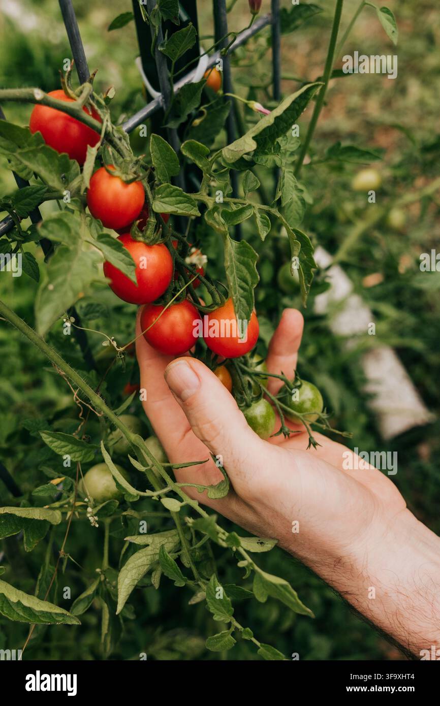 Main d'homme touchant doucement des tomates cerises sur la vigne Banque D'Images
