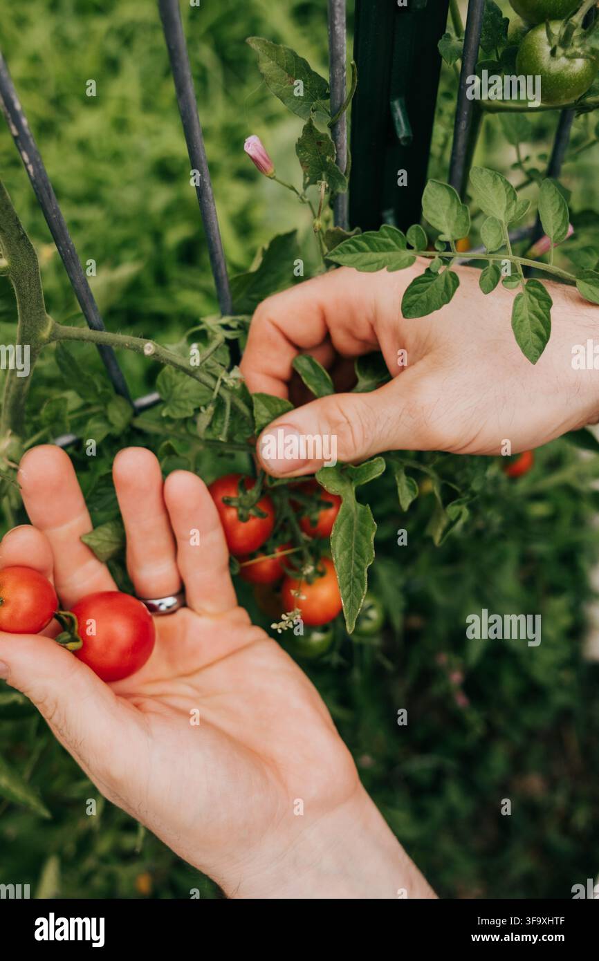 Mains cueillant des tomates cerises mûres sur la vigne Banque D'Images