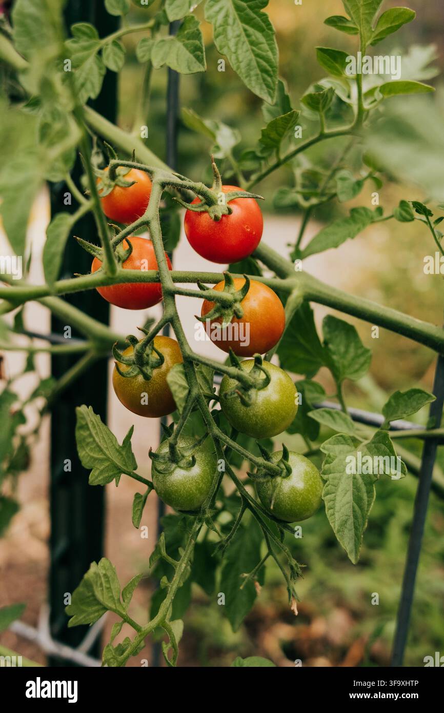 Tomates cerises fraîches mûrissant sur la vigne Banque D'Images